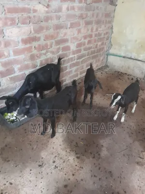 ৪টি সুস্থ ব্ল্যাক বেঙ্গল ছাগল বিক্রি হবে