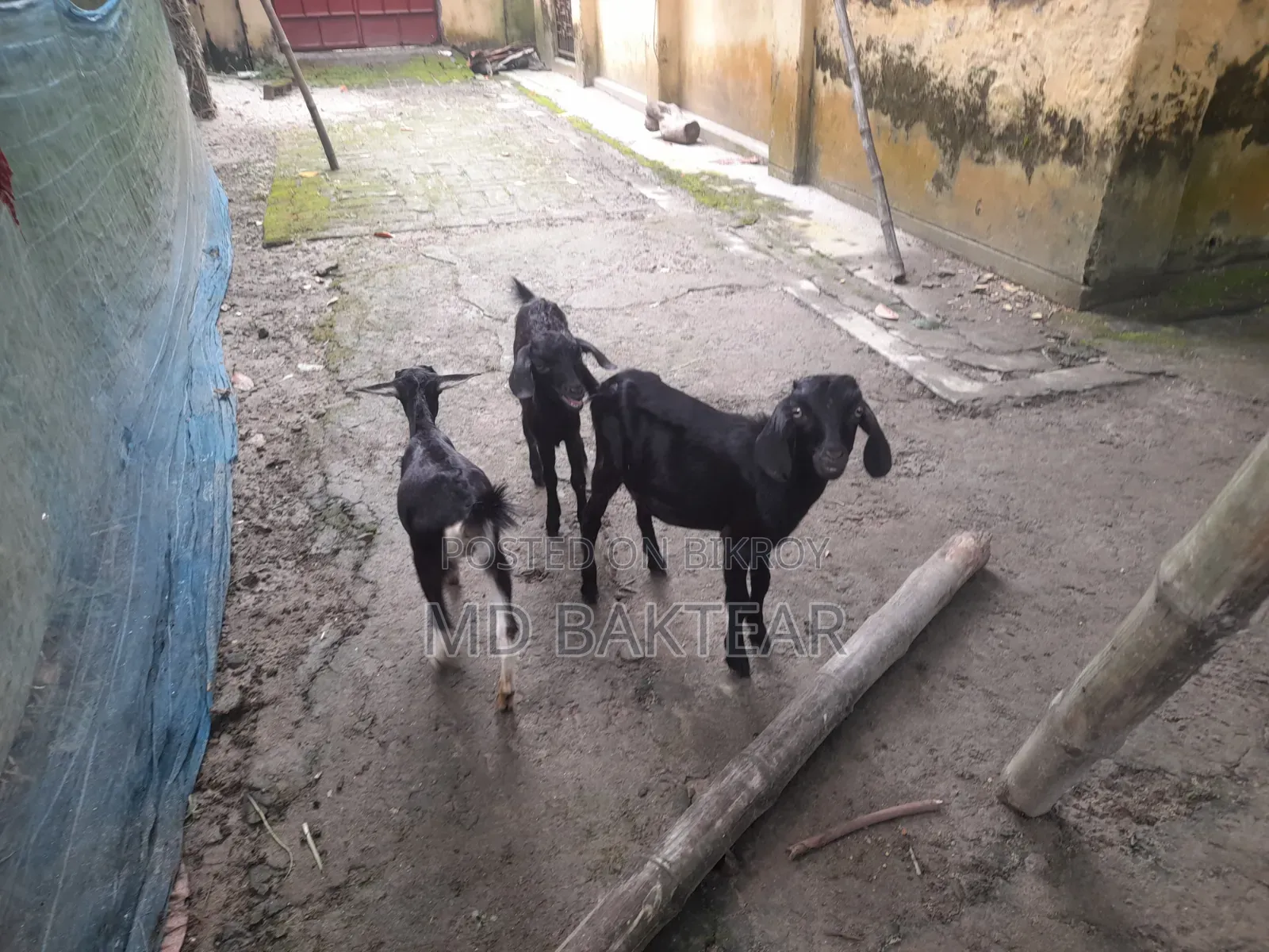 ৪টি সুস্থ ব্ল্যাক বেঙ্গল ছাগল বিক্রি হবে