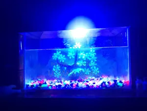 Aquarium Fish