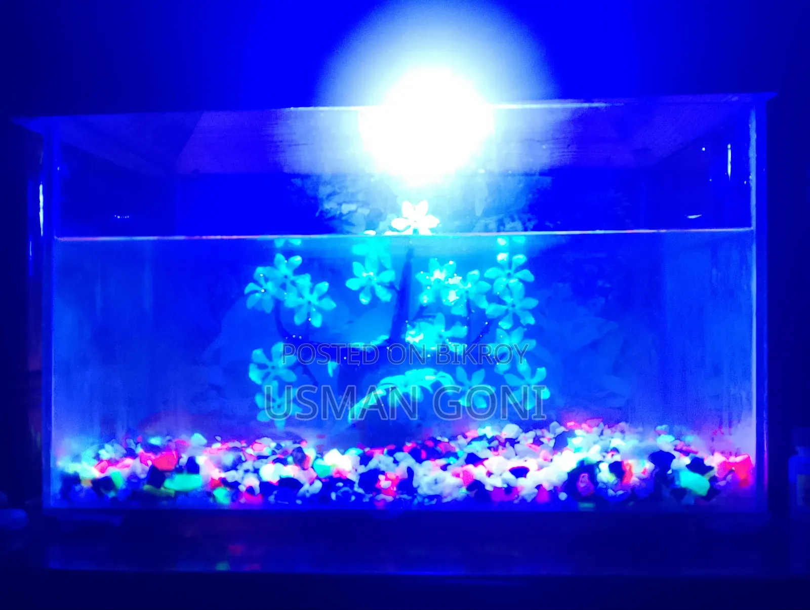 Aquarium Fish