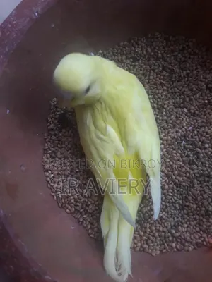 Lutino Split Pied Bujrigar