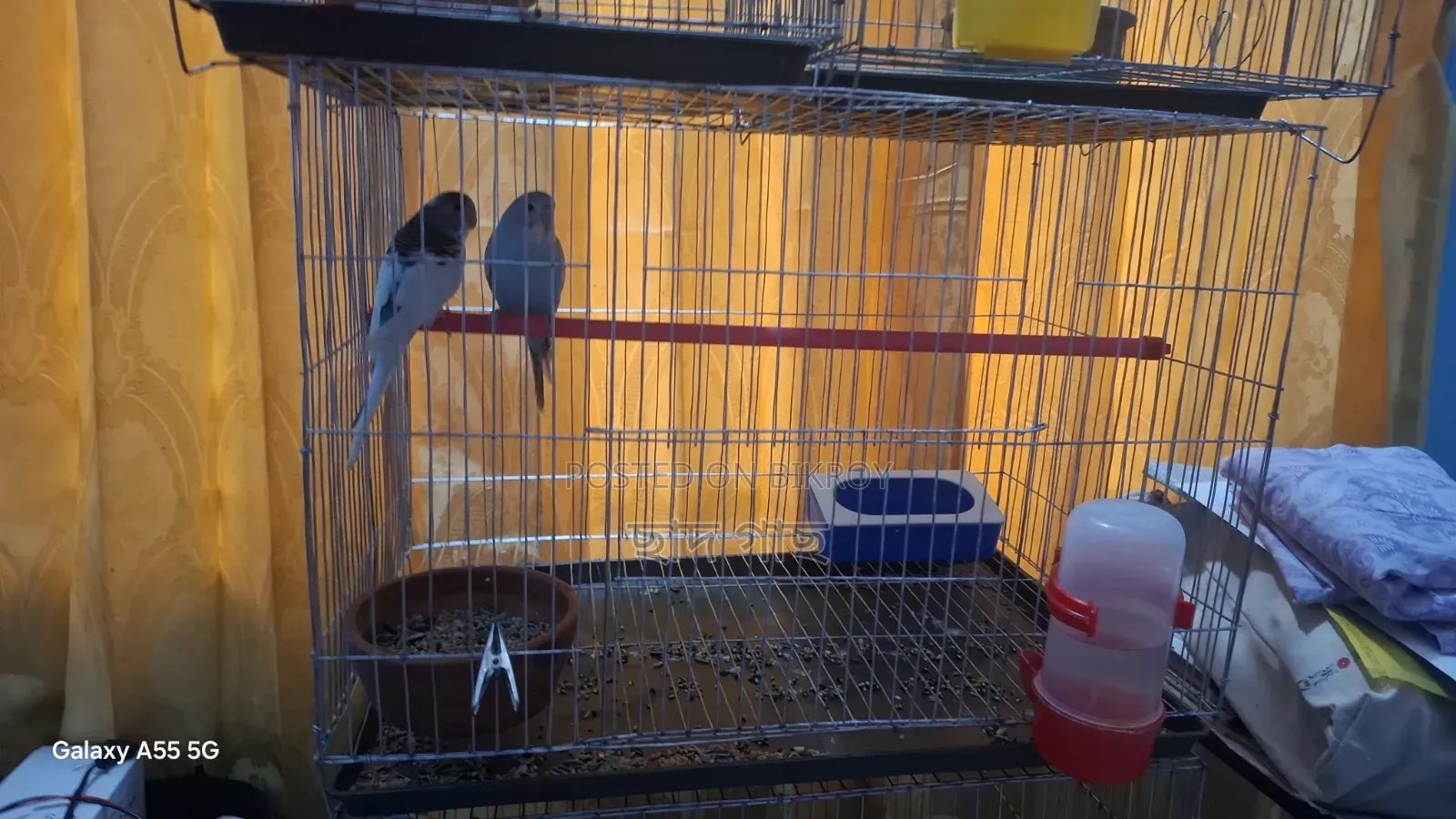 Full Self-Feed Budgerigar