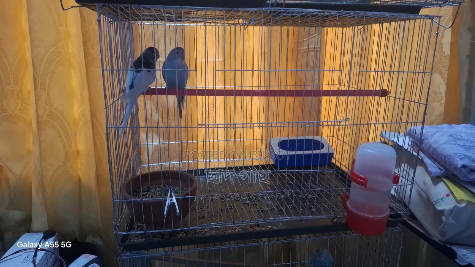 Full Self-Feed Budgerigar