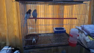 Full Self-Feed Budgerigar