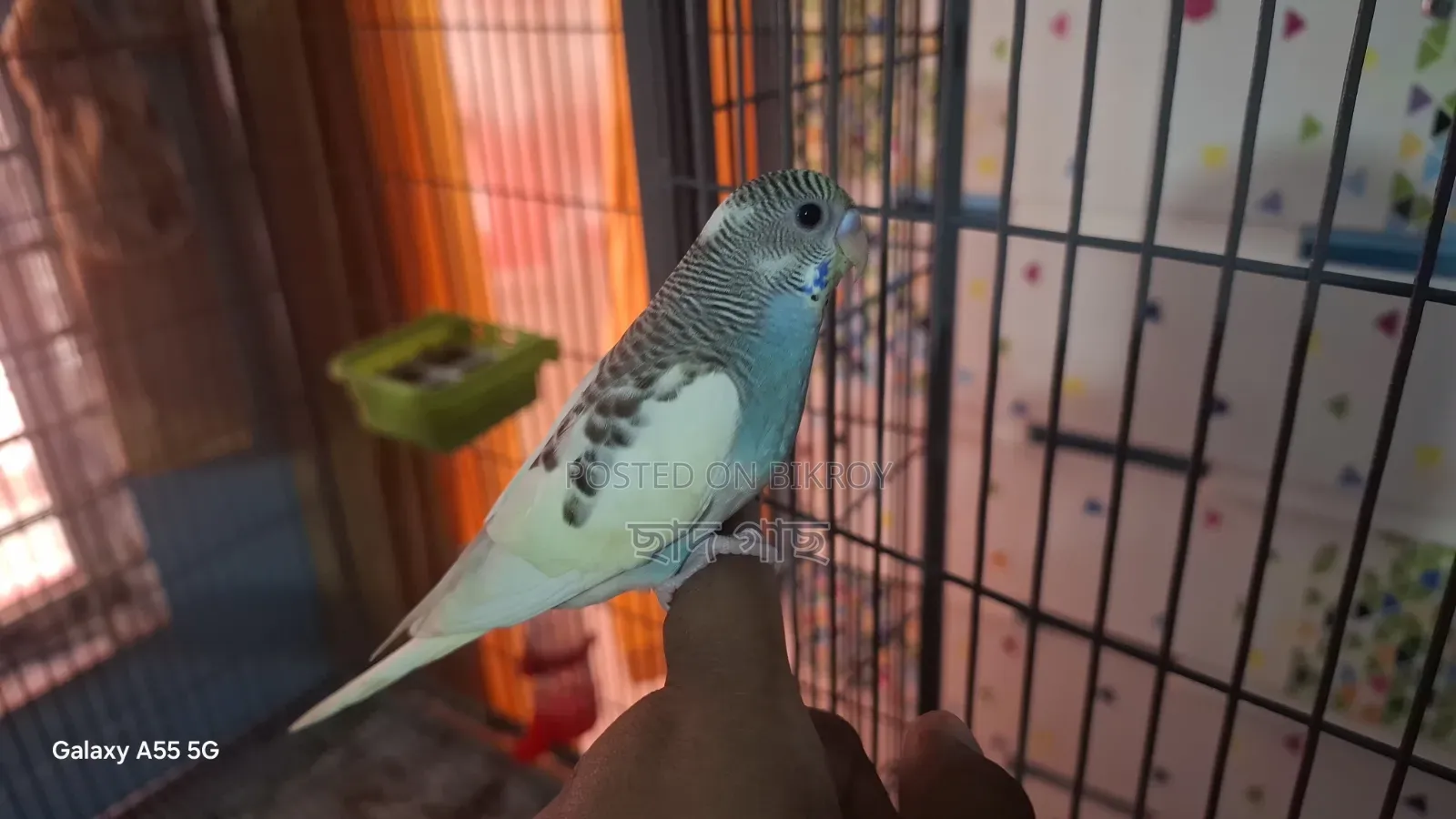 Half Tame Budgie Baby