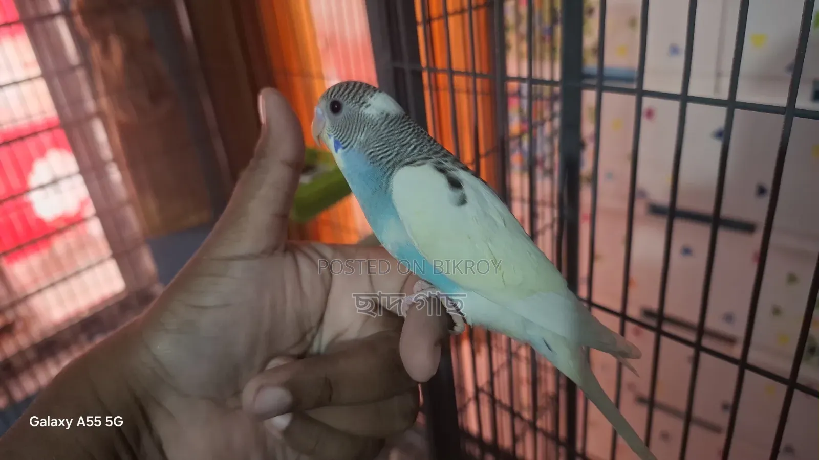 Half Tame Budgie Baby