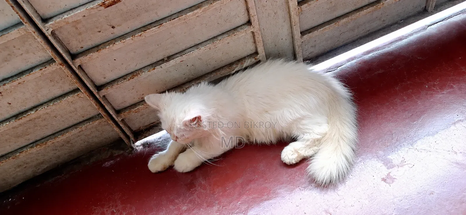 1-3 months Male Purebred Persian