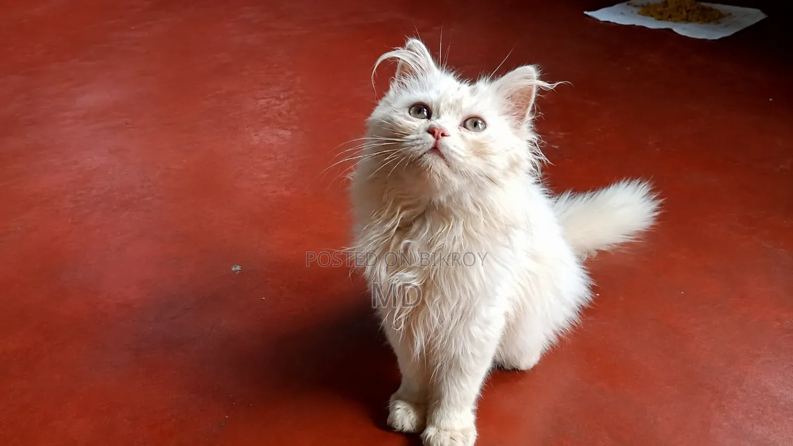 1-3 months Male Purebred Persian