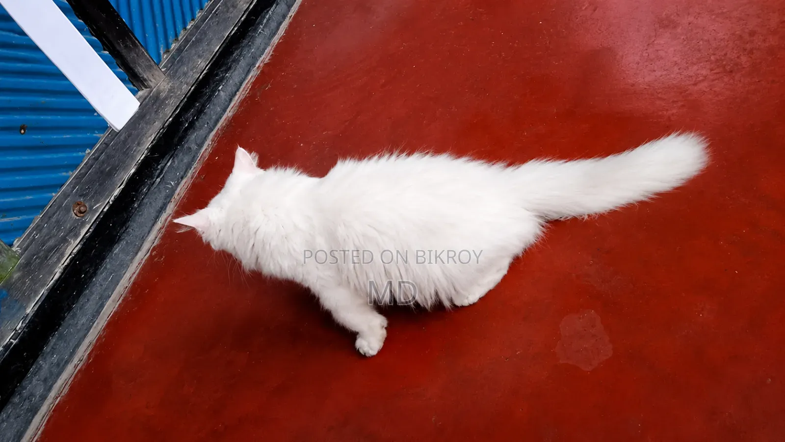 1-3 months Male Purebred Persian