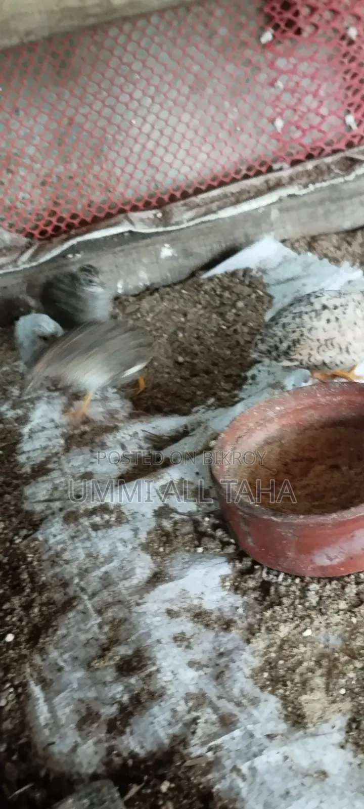 King Qual পৃথিবীর সব থেকে ছোট কোয়েল সামনেপরীক্ষা এই কারণে যাচ্ছে না।