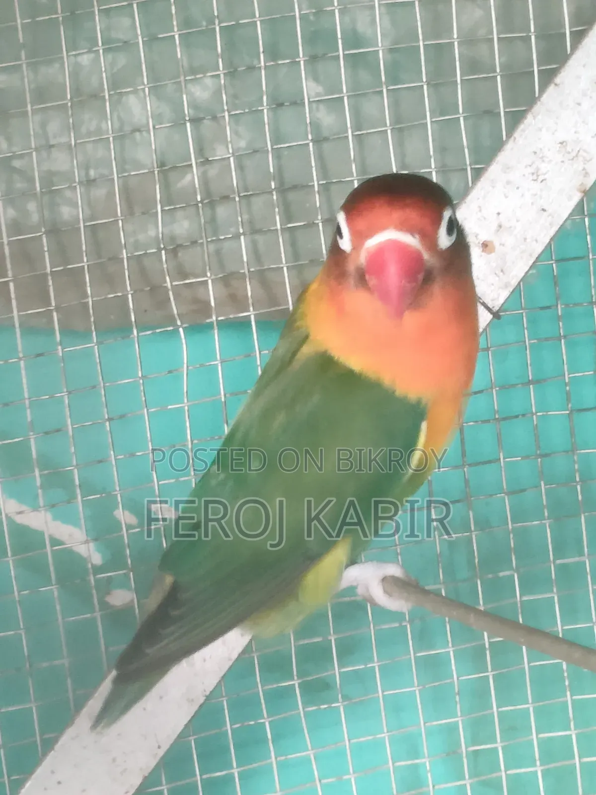 Love Bird Female  ( লাভ বার্ড)