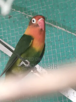 Love Bird Female  ( লাভ বার্ড)