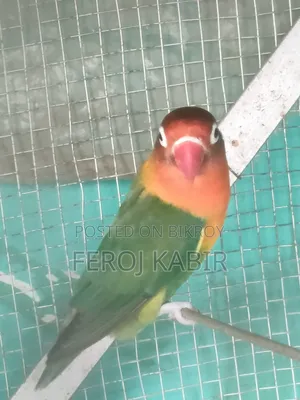 Love Bird Female  ( লাভ বার্ড)