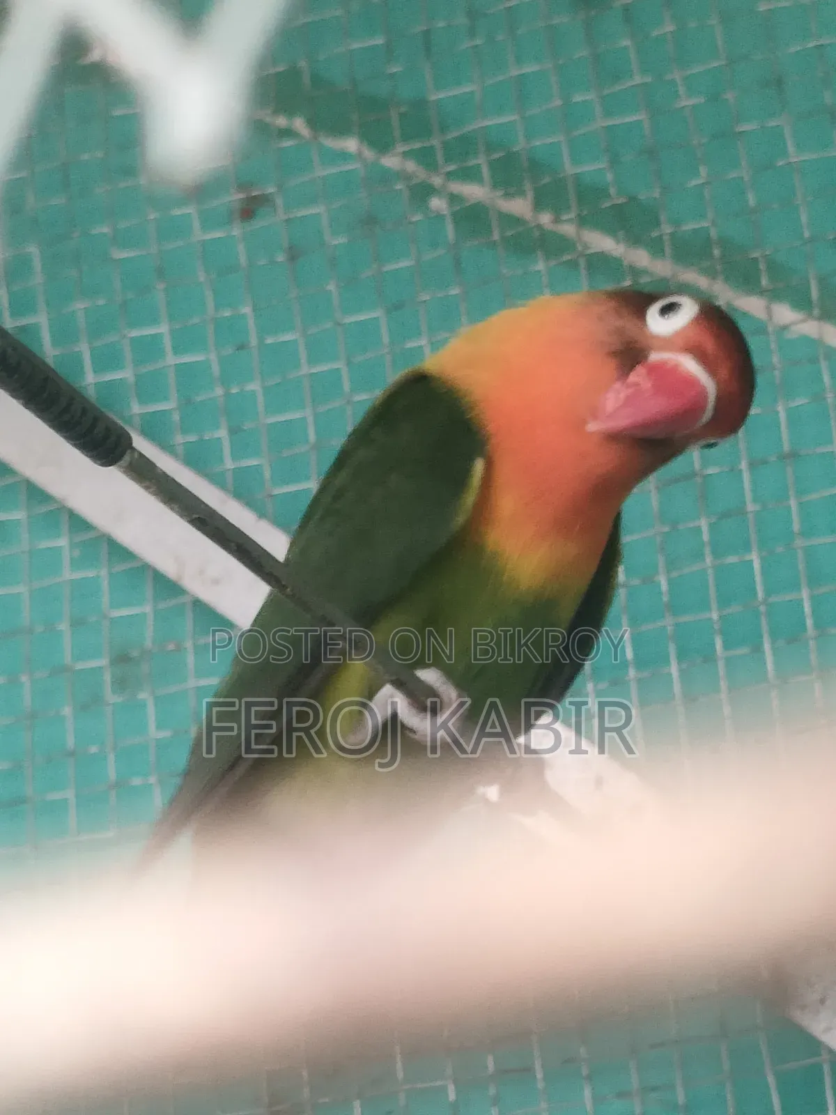 Love Bird Female  ( লাভ বার্ড)
