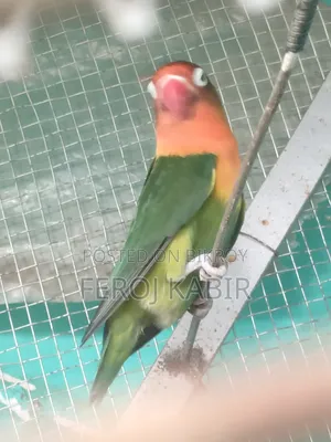 Love Bird Female  ( লাভ বার্ড)