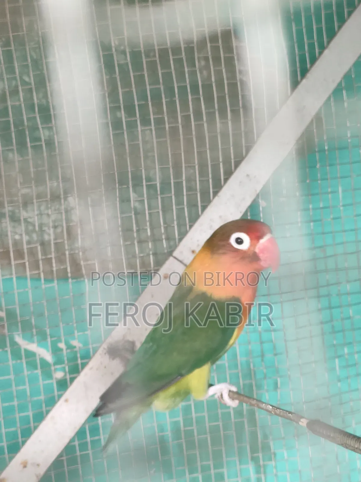 Love Bird Female  ( লাভ বার্ড)
