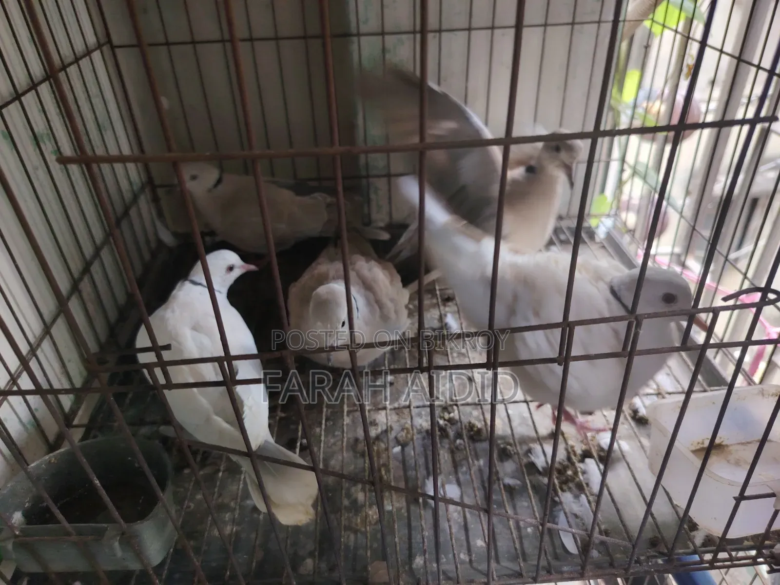 অস্ট্রেলিয়ান ঘুঘু