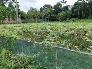 নুর মোহাম্মদ