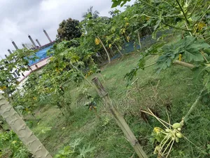 নুর মোহাম্মদ