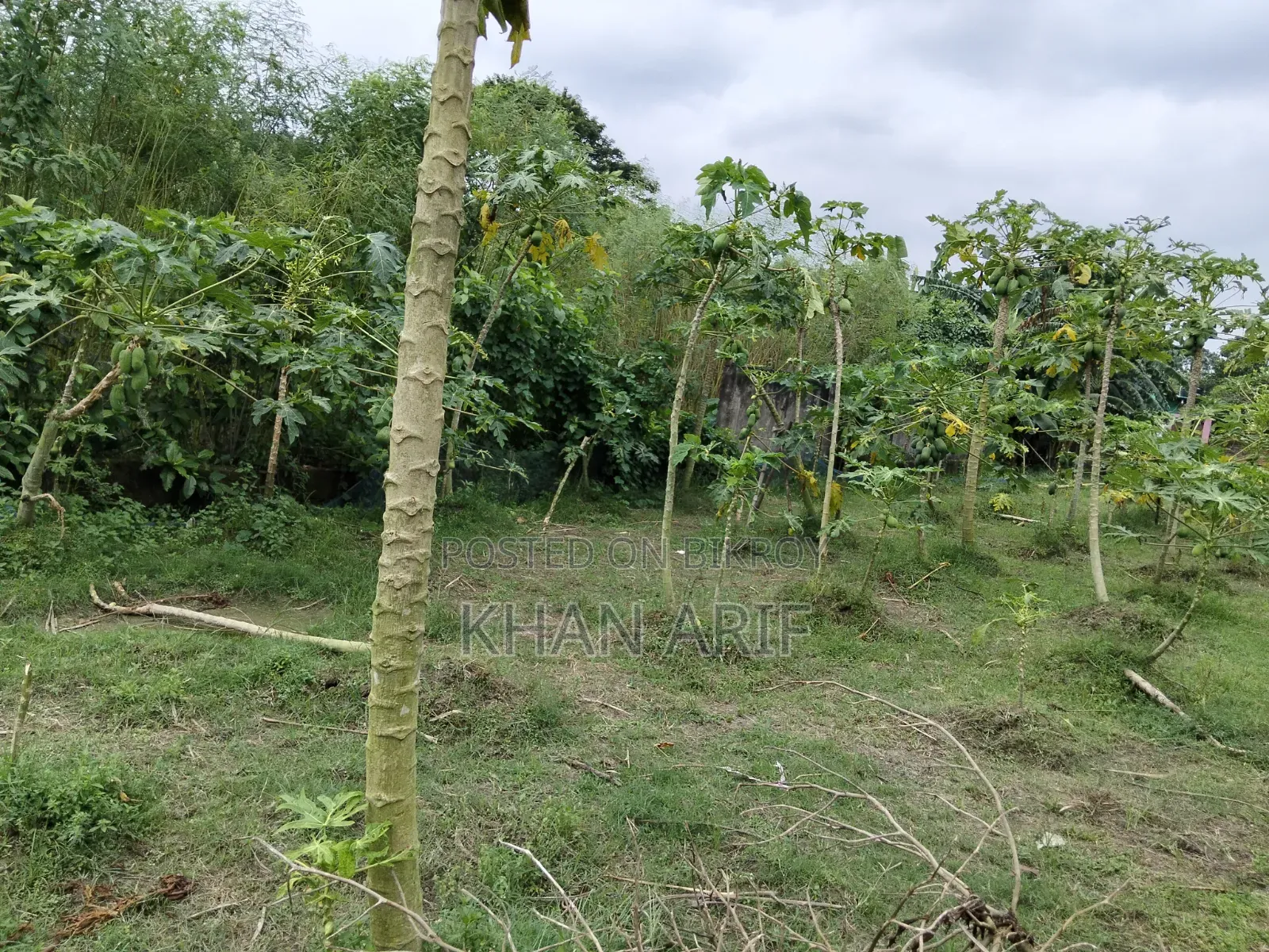 নুর মোহাম্মদ