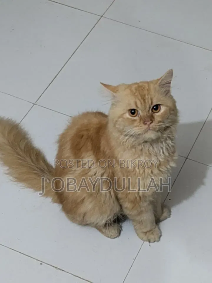 6-12 months Male Purebred Persian