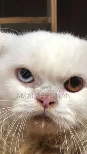 6-12 months Male Purebred Persian