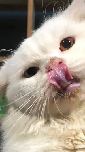 6-12 months Male Purebred Persian