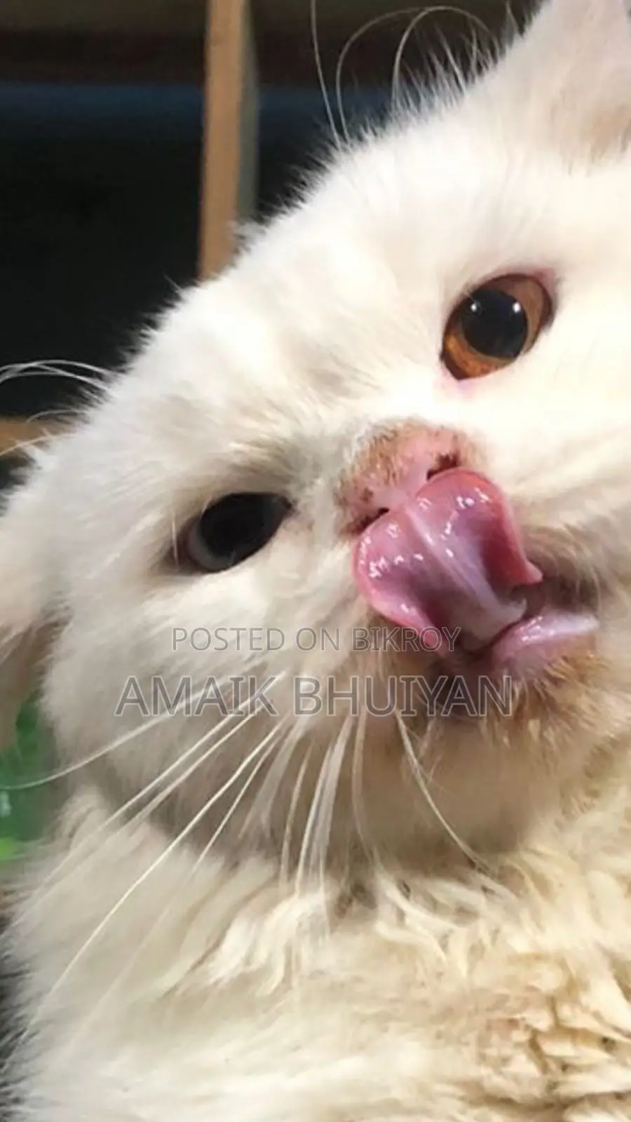 6-12 months Male Purebred Persian