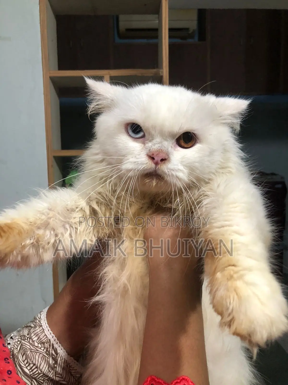 6-12 months Male Purebred Persian