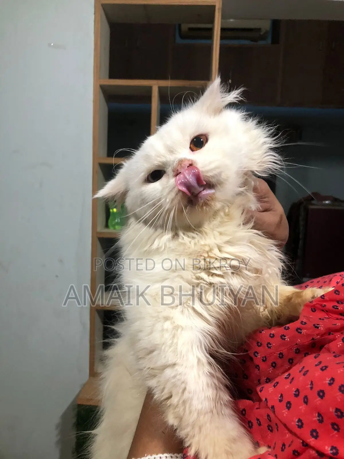 6-12 months Male Purebred Persian