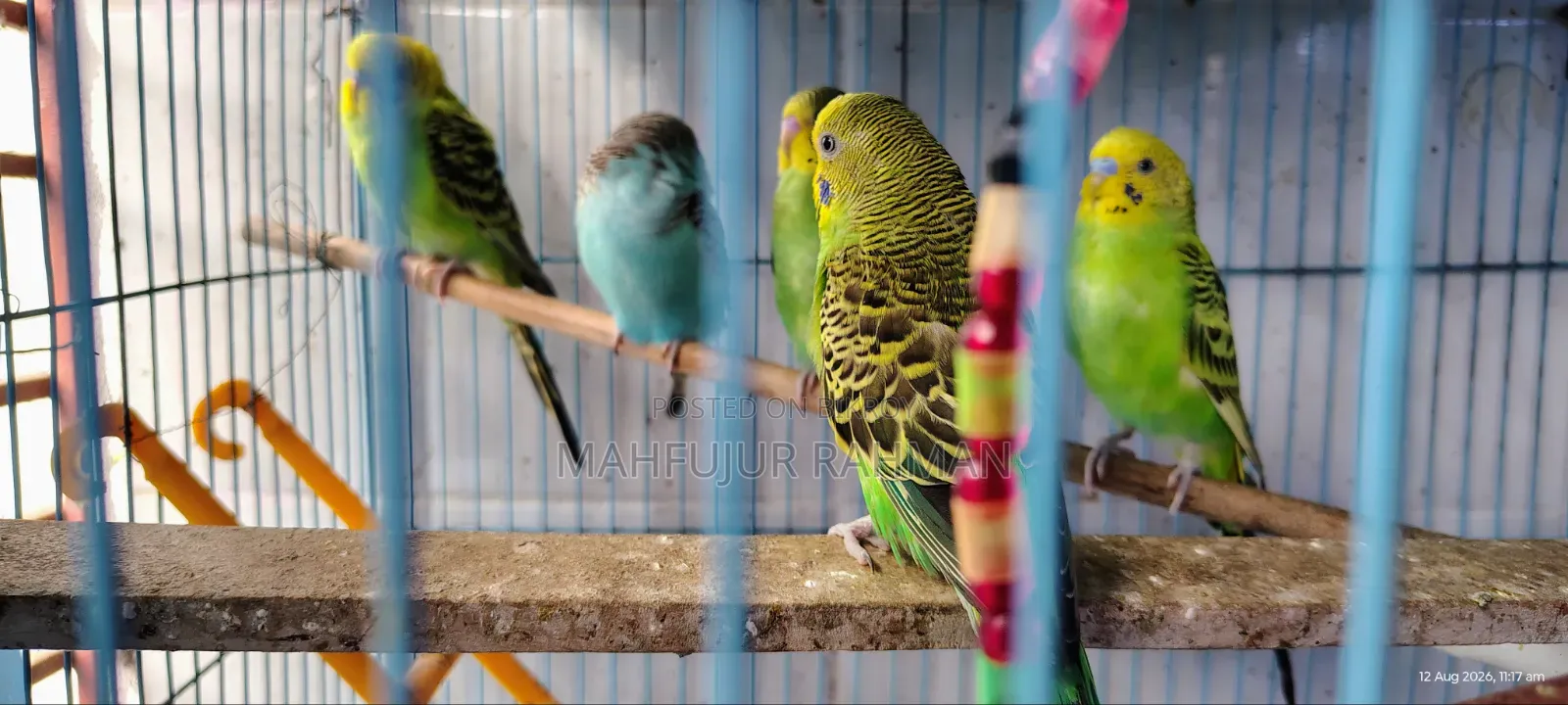 বাজরিকা পাখি