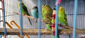 বাজরিকা পাখি