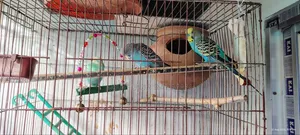 বাজরিকা পাখি