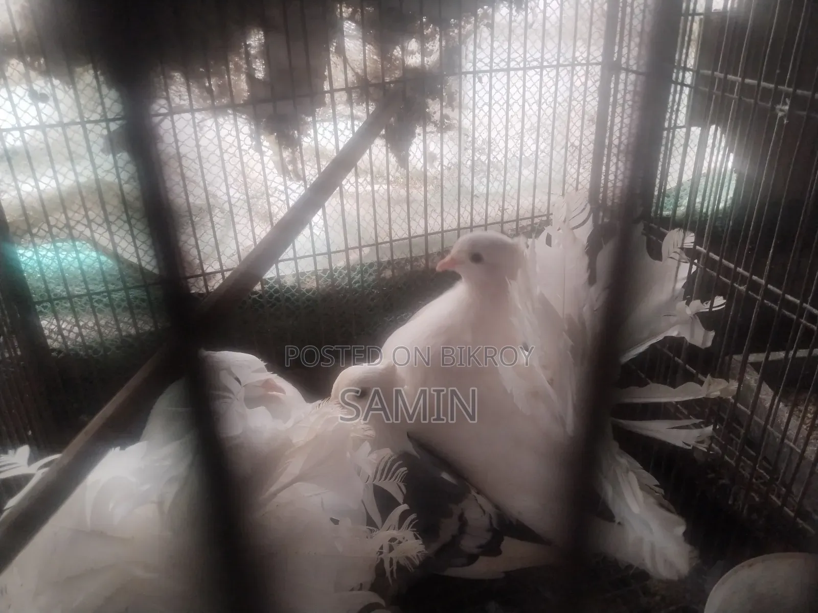 লক্ষা ও সার্টিন কবুতর