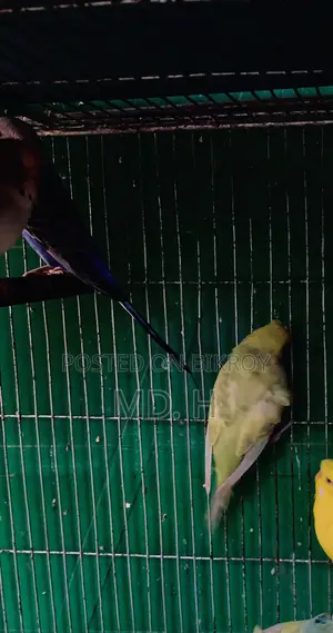Rainbow Dilute JP Female Bazrigar
