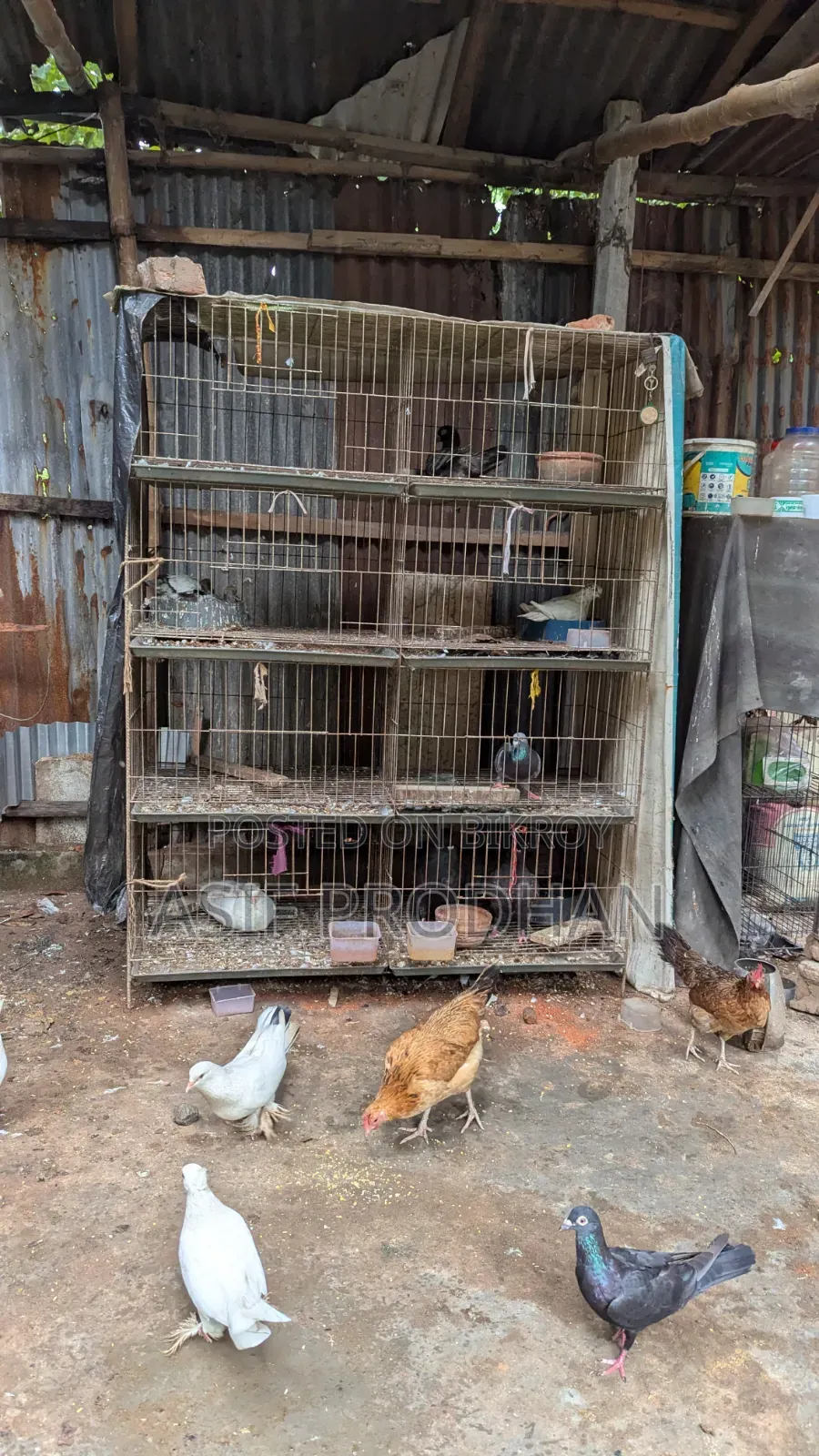 খাঁচা সহ কবুতর বিক্রি হবে