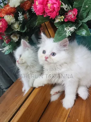 1-3 months Female Purebred Persian
