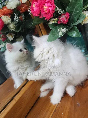 1-3 months Female Purebred Persian