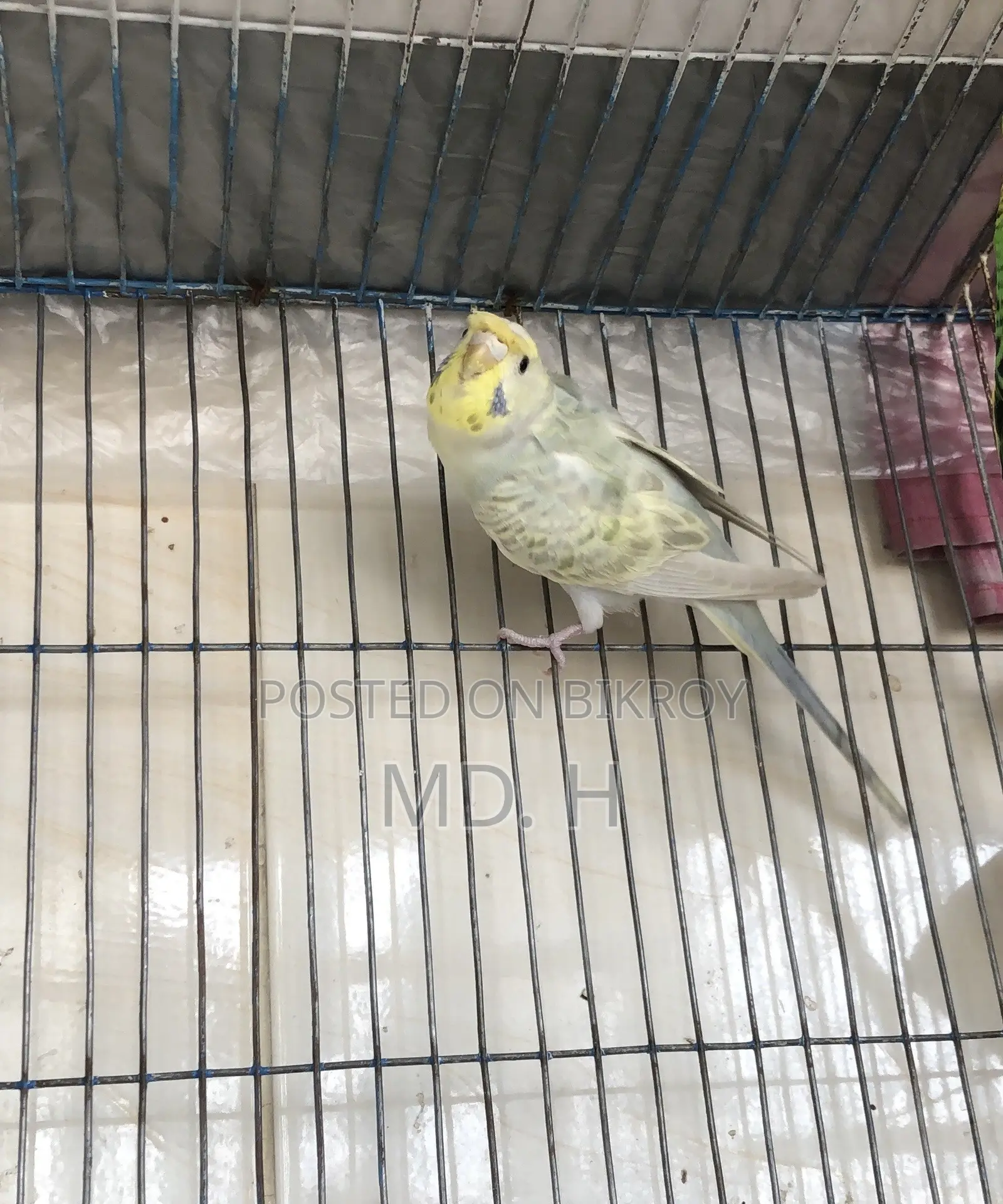 Rainbow Dilute JP Female Bazrigar
