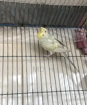 Rainbow Dilute JP Female Bazrigar