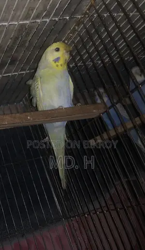 Rainbow Dilute JP Female Bazrigar