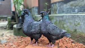 খাঁচা সহ কবুতর বিক্রি হবে