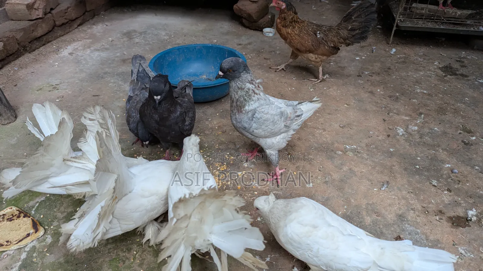 খাঁচা সহ কবুতর বিক্রি হবে