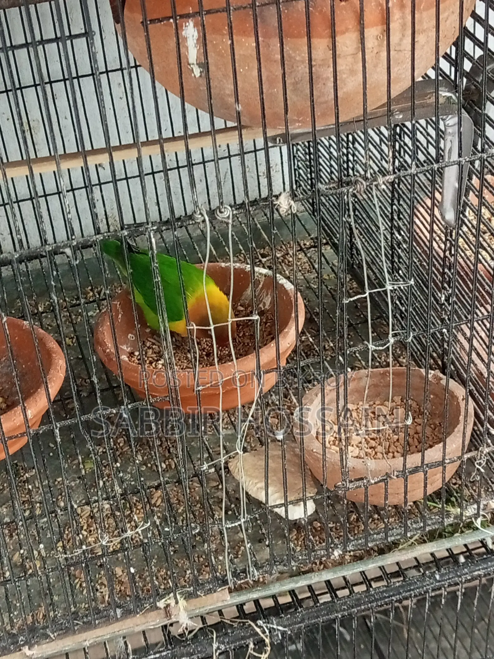 ডিমসহ ১ জোড়া লাভ বার্ড(Green Fisher) সেল করা হবে