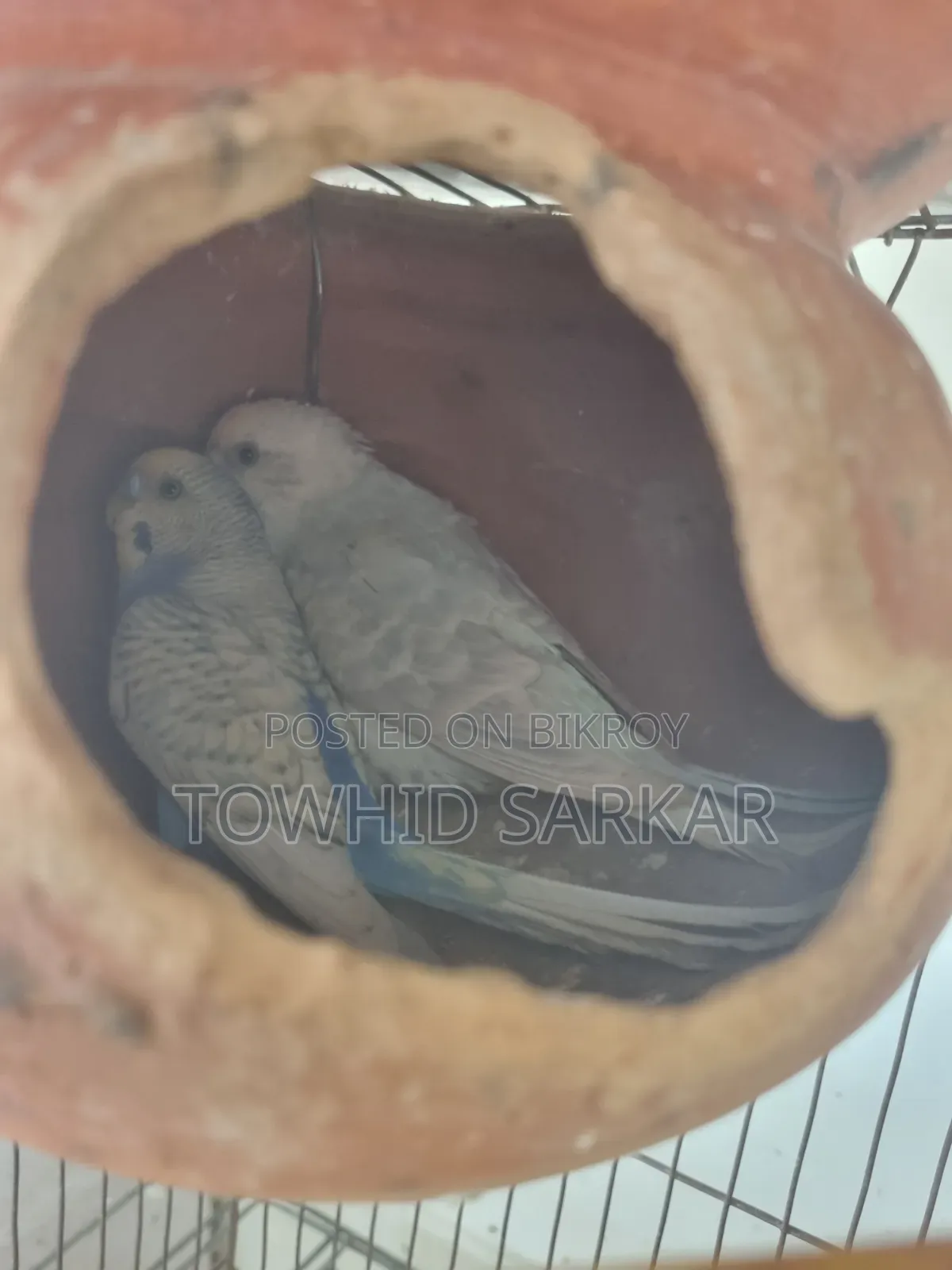 মাশাল্লাহ বাজরিগার রানিং ডিম বাচ্চা করা
