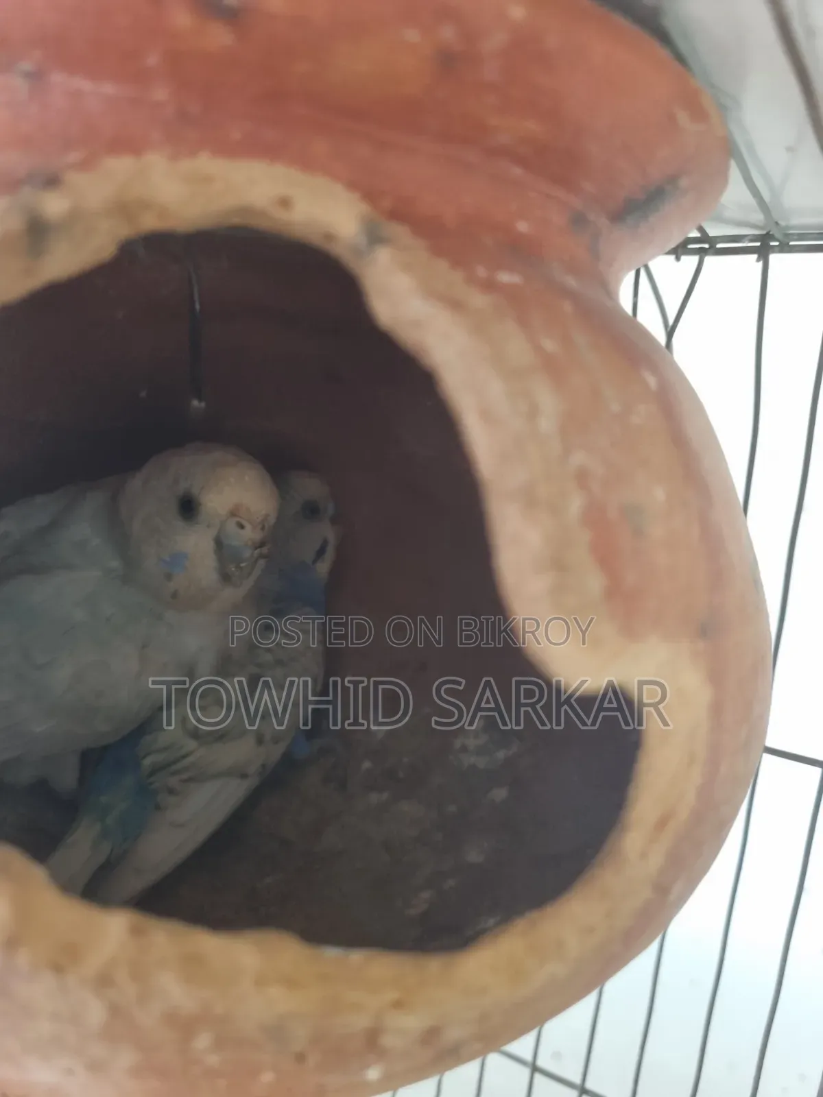 মাশাল্লাহ বাজরিগার রানিং ডিম বাচ্চা করা