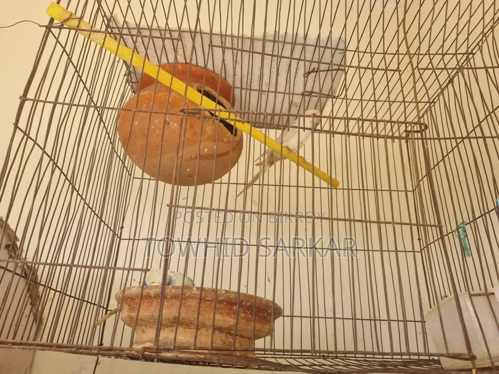 মাশাল্লাহ বাজরিগার রানিং ডিম বাচ্চা করা