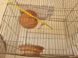 মাশাল্লাহ বাজরিগার রানিং ডিম বাচ্চা করা