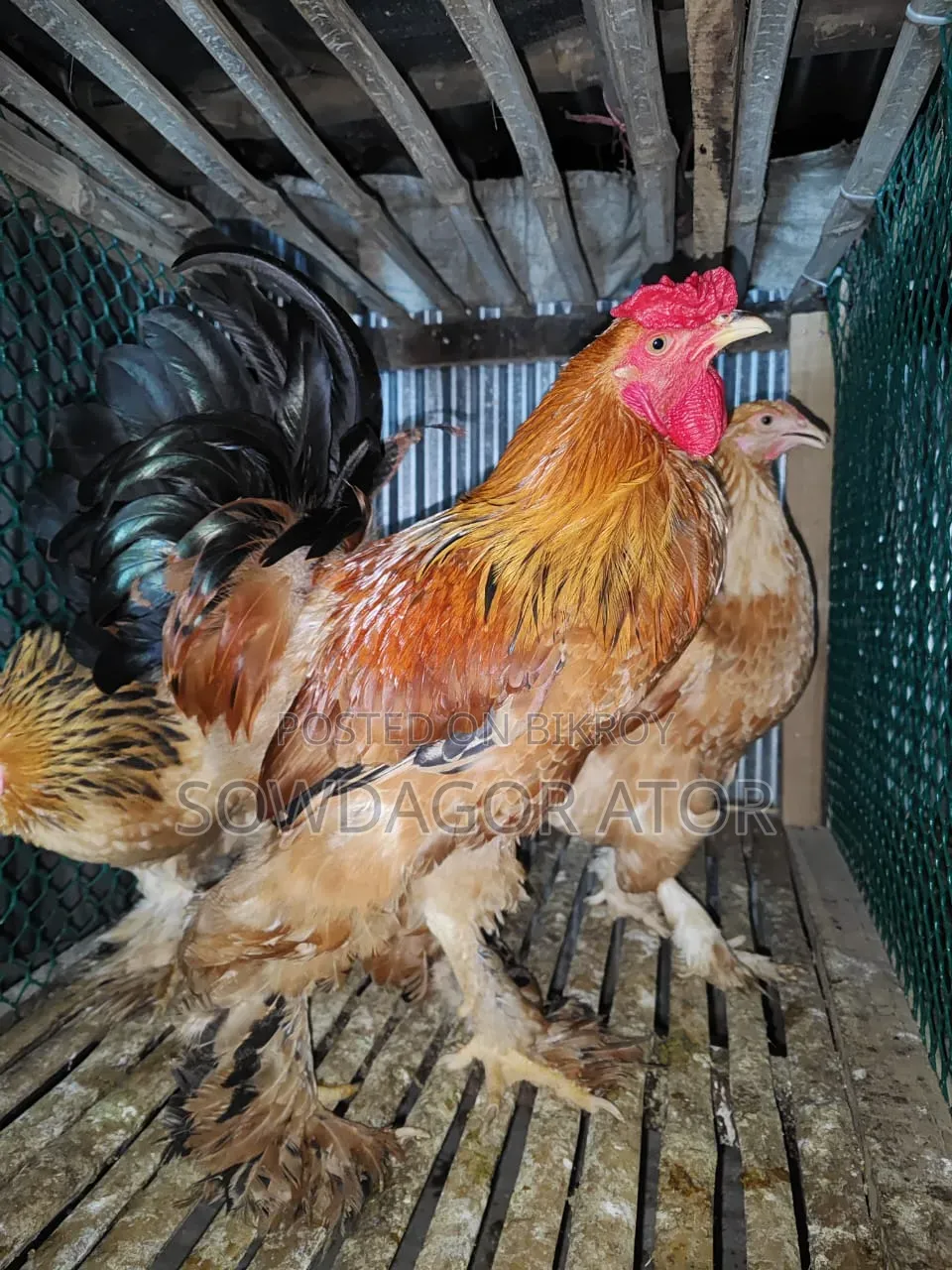 বাফ ব্রামার বীজ ডিম পাওয়া যাবে