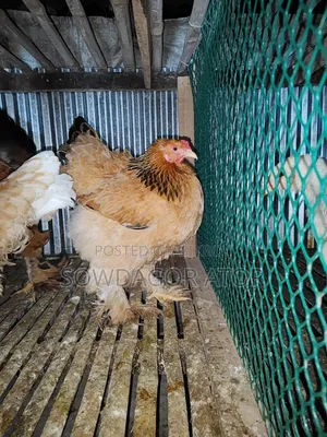 বাফ ব্রামার বীজ ডিম পাওয়া যাবে